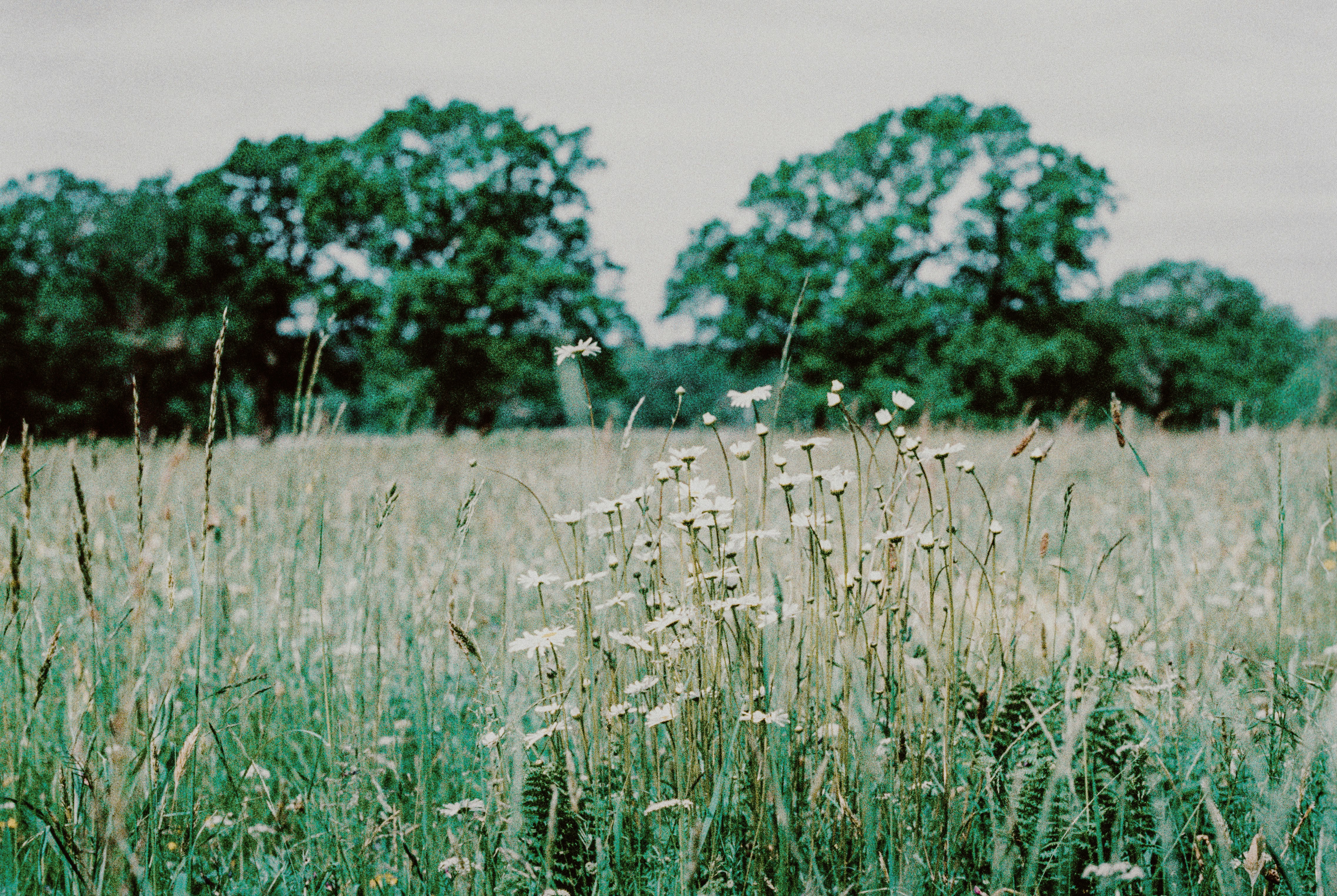 white grass field during daytime